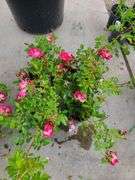 4) Rose Bush