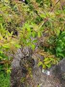 Gray Dogwood