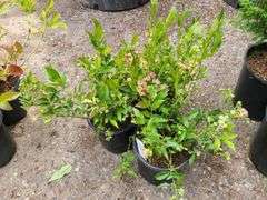 3) Highbush Blueberry