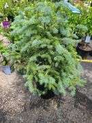 Colorado Blue Spruce
