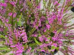 3) Purple Heather Calluna Vulgaris