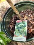 2) Nova Elderberry, 2) York Elderberry