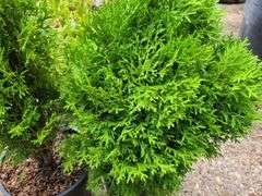 2) Emerald Green Arborvitae