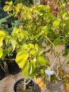 2) Aurora Hybrid Dogwood