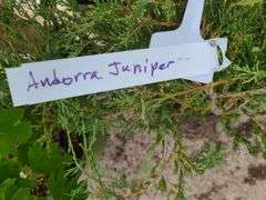 3)Andorra Juniper