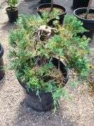 Juniperus Hor Blue Chip, Marmalade Pontenilla