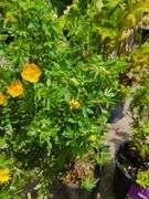 2) Marmalade Potentilla