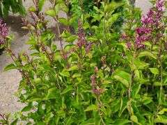 2) Josee Reblooming Lilac