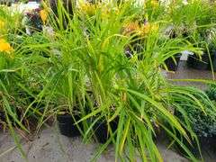 6) Daylily
