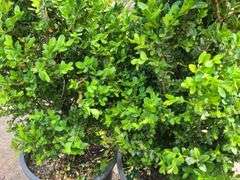 2) Bushes