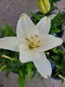 3) Dwarf Asiatic Lilies