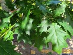 Norther Red Oak