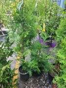 Thuja Skybound Arborvitae, Green Giant Arborvitae
