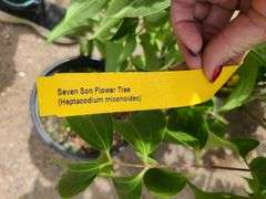 2) Seven Son Flower Tree