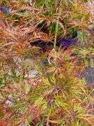 Red Leaf Laceleaf Japanese Maple