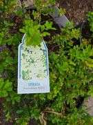 3) Snowmound Spirea