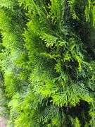 2) Emerald Green Arborvitaes