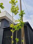 London Plane Tree