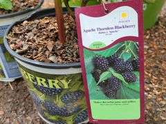 2) Apache Thornless Blackberry