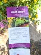 6) Cobalt-N-Gold Hypericum