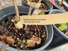 6) Snowflake Oakleaf Hydrangea