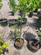 Pyrus Calleryana