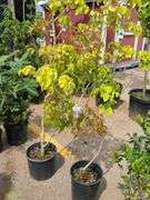 2) Aurora Hybrid Dogwood