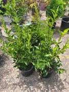 4) Miss Kim Lilac Plants