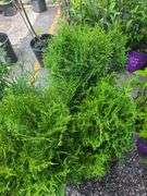 3) Little Giant Arborvitas