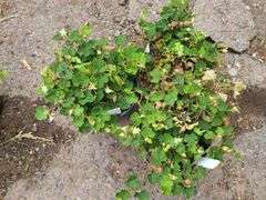 3) Creeping Raspberry
