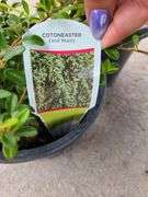 2) Cotoneaster Coral Beauty