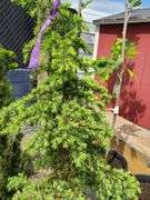 Spruce