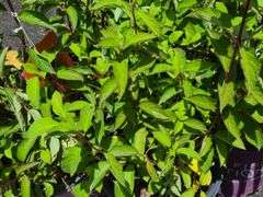 5) Hydrangea paniculatas