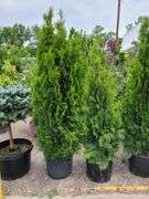 2) Emerald Arbovitas