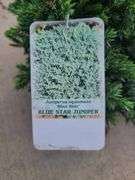 4) Blue Star Juniper