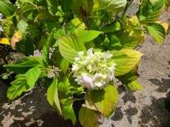 Hydrangea