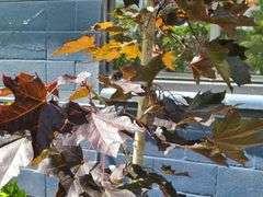 Crimson King Maple