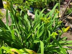 3) Daylilies