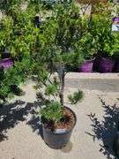 Mugo Pine