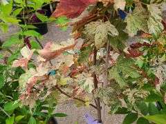 Sunset Sycamore Maple