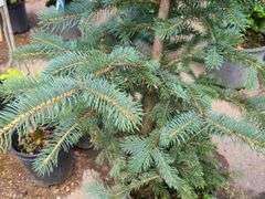 Colorado Blue Spruce