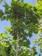 Northern Red Oak