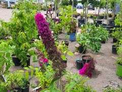 3) Miss Molly Butterfly Bush