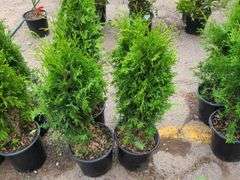 4) Emerald Green Arborvitae