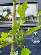 London Plane Tree