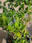 Blueberry 'Duke'
