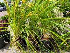 6) Daylily