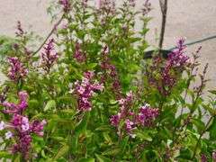 2) Josee Reblooming Lilac