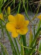 4) Daylily