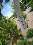 Cedar